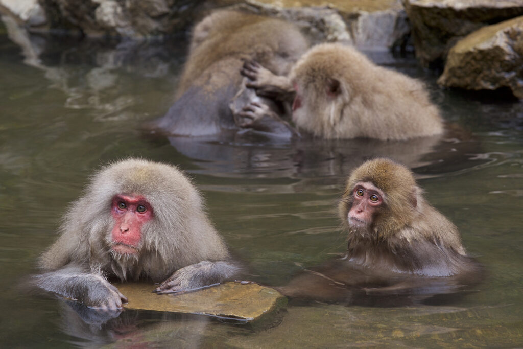 Parc aux singes de Jigokudani