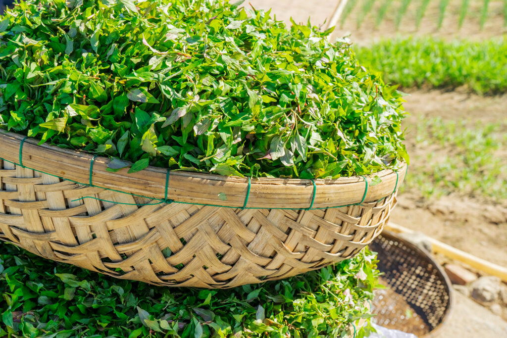 Village maraîcher, Tra Que